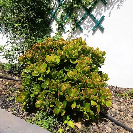With 2 Bedrooms In Puerto De La Cruz With Wonderful Sea View Enclosed Garden And Wifi *