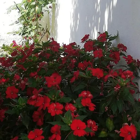With 2 Bedrooms In Puerto De La Cruz With Wonderful Sea View Enclosed Garden And Wifi * بويرتو ذي لا كروز